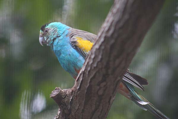 Golden-shouldered Parrot | Psephotus chrysopterygius photo