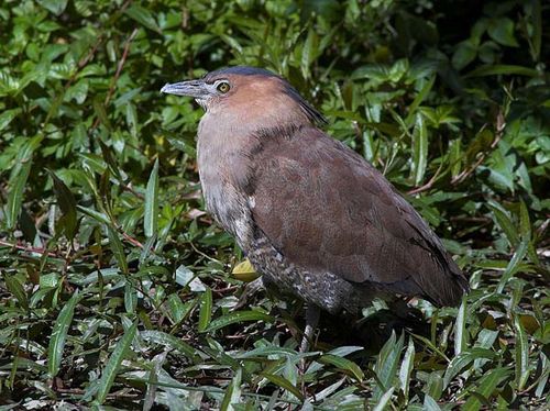 Malay Night Heron | Gorsachius melanolophus photo