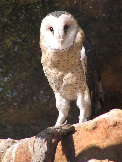 Grass Owl | Tyto capensis photo