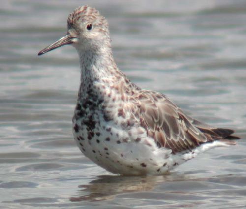 Great Knot | Calidris tenuirostris photo