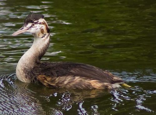 Great Crested Grebe | Podiceps cristatus photo