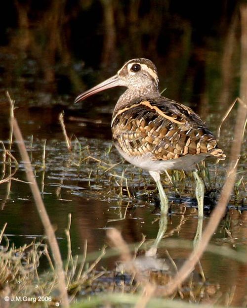 Painted Snipe | Rostratula benghalensis photo