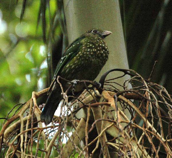 Green Catbird | Ailuroedus crassirostris photo