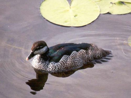 Green Pygmy-goose | Nettapus pulchellus photo