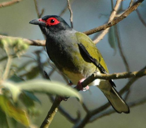 Australasian Figbird | Sphecotheres vieilloti photo