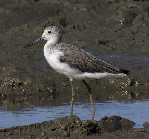 Common Greenshank | Tringa nebularia photo