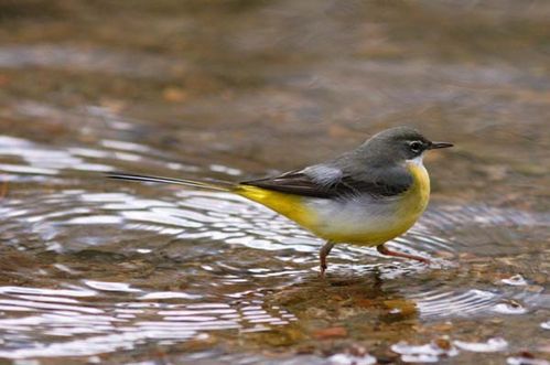 Grey Wagtail | Motacilla cinerea photo