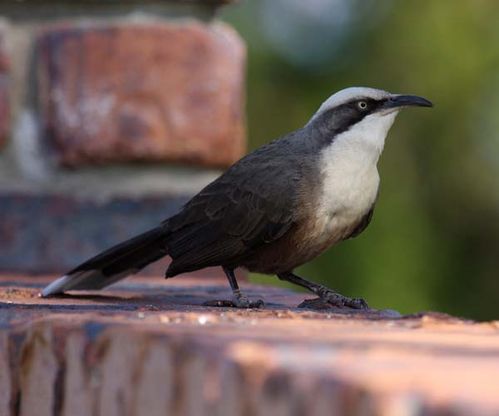 Grey-crowned Babbler | Pomatostomus temporalis photo