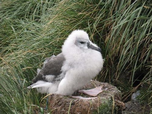 Grey-headed Albatross | Thalassarche chrysostoma photo