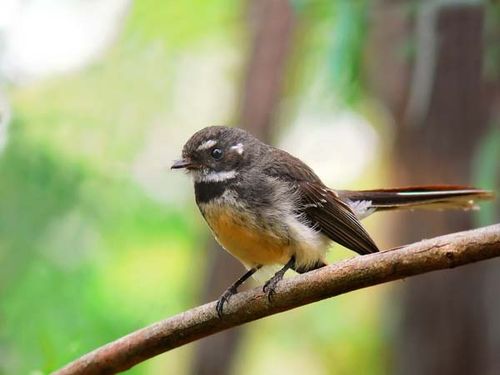 Grey Fantail | Rhipidura albiscapa photo