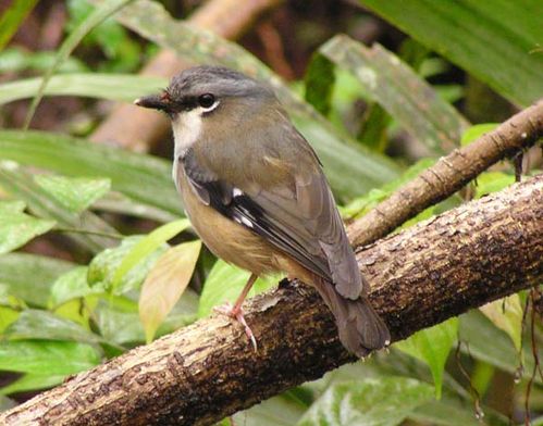 Grey-headed Robin | Poecilodryas albispecularis photo