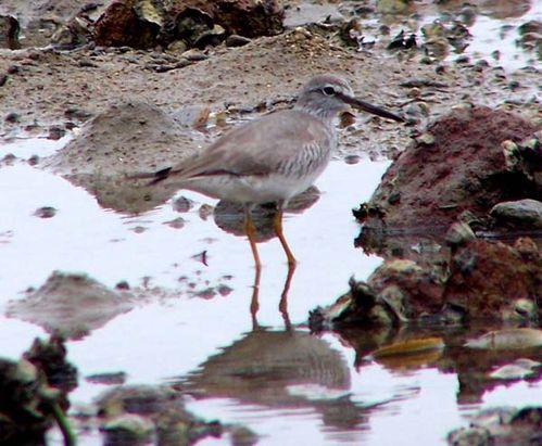 Grey-tailed Tattler | Heteroscelus brevipes photo