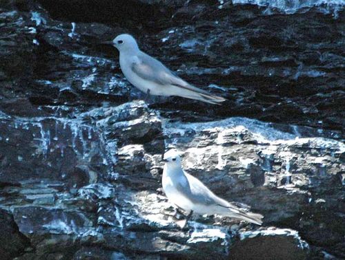 Grey Ternlet | Procelsterna albivitta photo