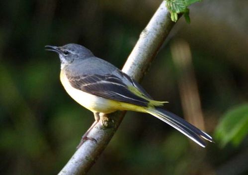 Grey Wagtail | Motacilla cinerea photo