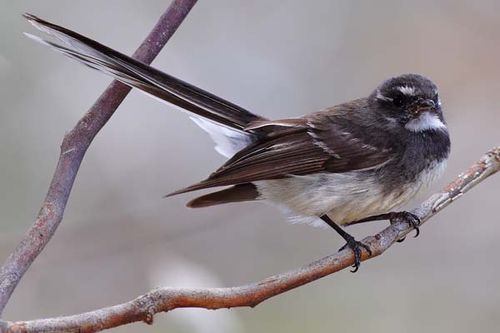 Grey Fantail | Rhipidura albiscapa photo