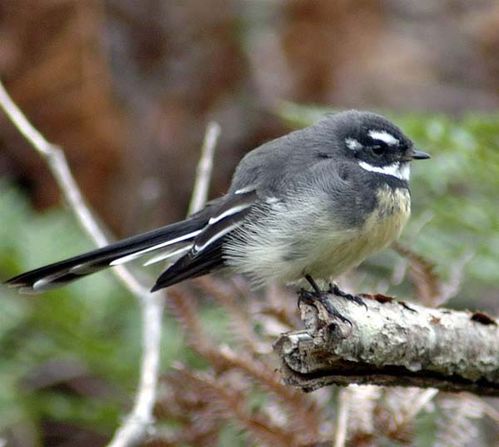 Grey Fantail | Rhipidura albiscapa photo