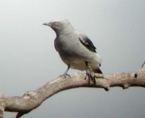 Ground Cuckoo-shrike | Coracina maxima photo