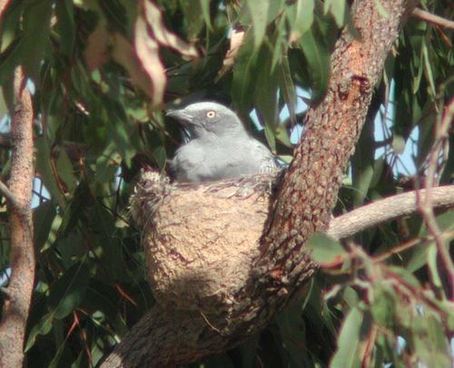 Ground Cuckoo-shrike | Coracina maxima photo