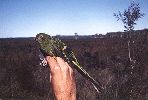 Ground Parrot | Pezoporus wallicus photo