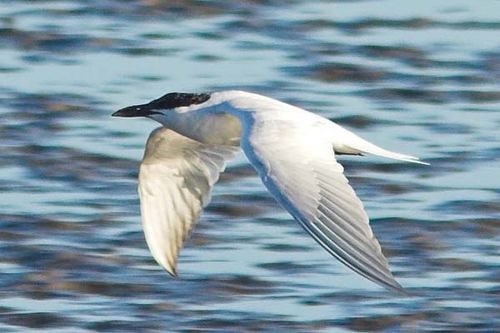 Gull-billed Tern | Sterna nilotica photo