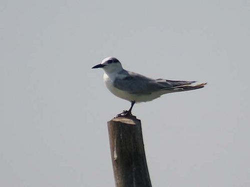 Gull-billed Tern | Sterna nilotica photo