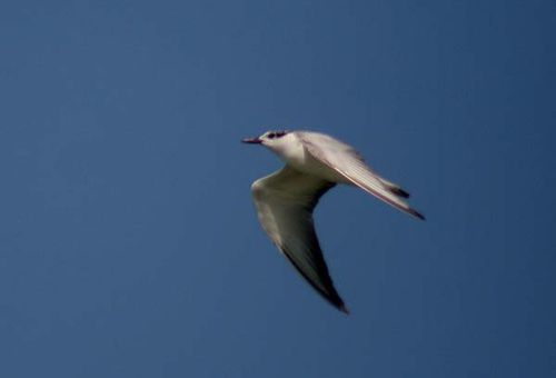 Gull-billed Tern | Sterna nilotica photo