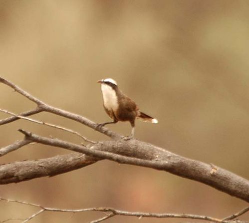 Halls Babbler | Pomatostomus halli photo