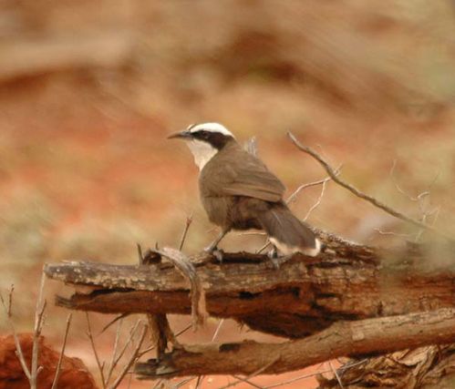 Halls Babbler | Pomatostomus halli photo