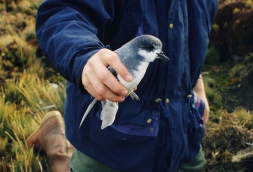 Blue Petrel | Halobaena caerulea photo