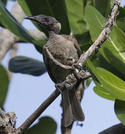 Helmeted Friarbird | Philemon buceroides photo