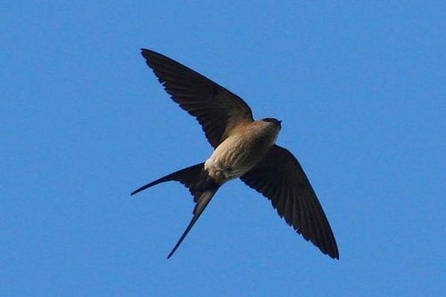 Red-rumped Swallow | Cecropis daurica photo