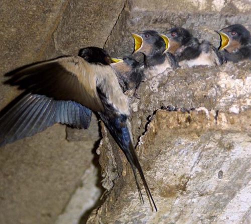 Barn Swallow | Hirundo rustica photo