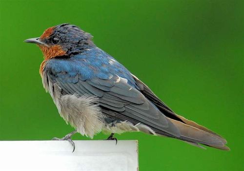 Pacific Swallow | Hirundo tahitica photo