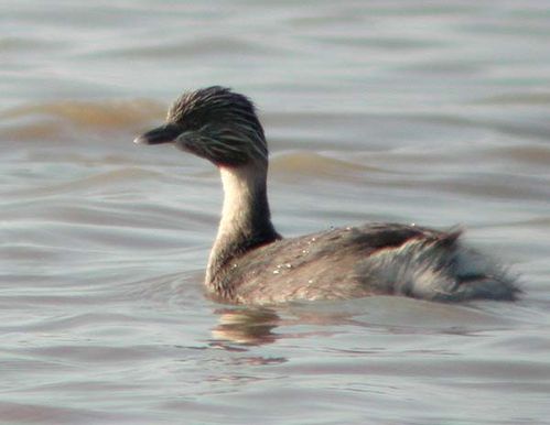 Hoary-headed Grebe | Poliocephalus poliocephalus photo