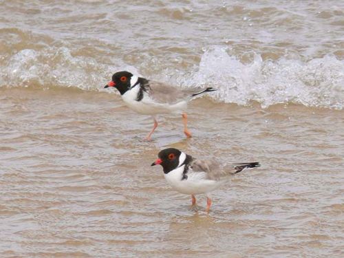 Hooded dotterel | Thinornis rubricollis photo