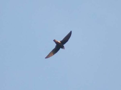 House Swift | Apus affinis photo