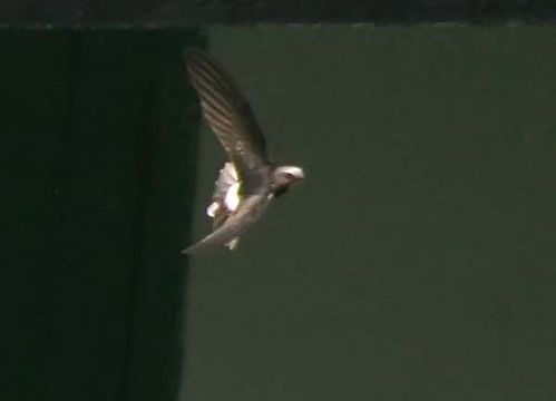 House Swift | Apus affinis photo