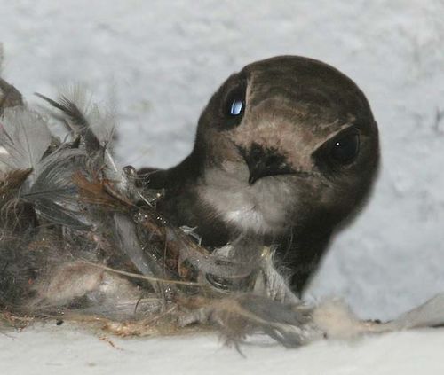 House Swift | Apus affinis photo