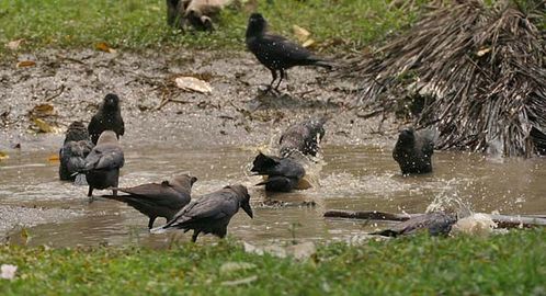 House Crow | Corvus splendens photo