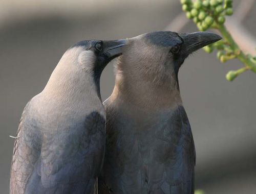 House Crow | Corvus splendens photo