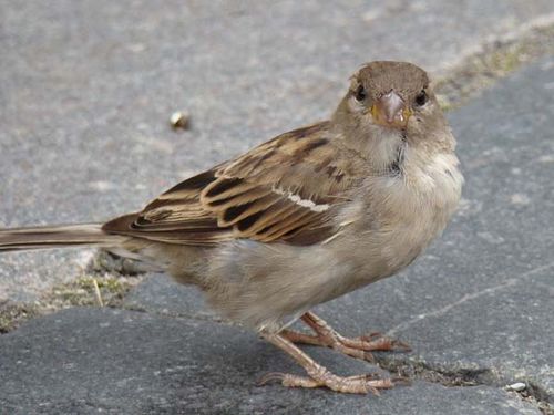 House Sparrow | Passer domesticus photo