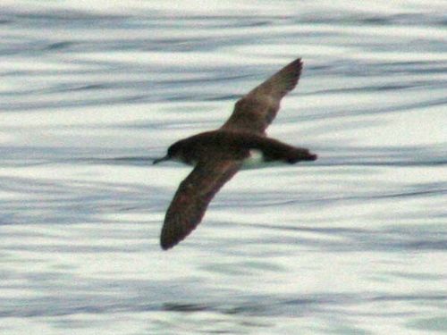 Huttons Shearwater | Puffinus huttoni photo