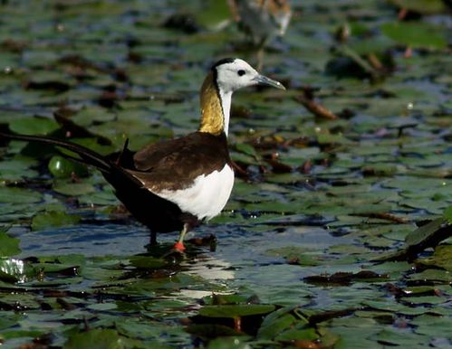 Pheasant-tailed Jacana | Hydrophasianus chirurgus photo