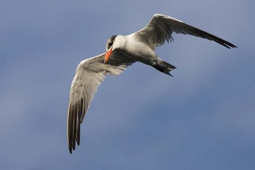 Caspian Tern | Sterna caspia photo