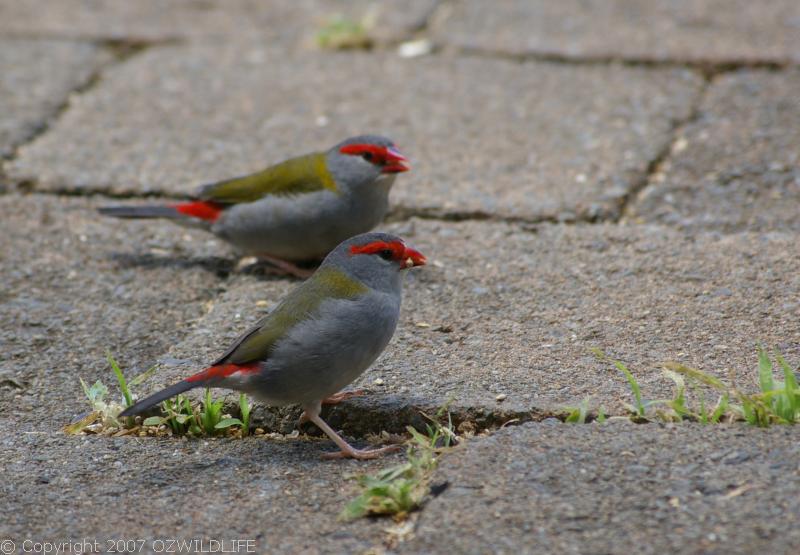Red-browed Finch | Neochmia temporalis photo
