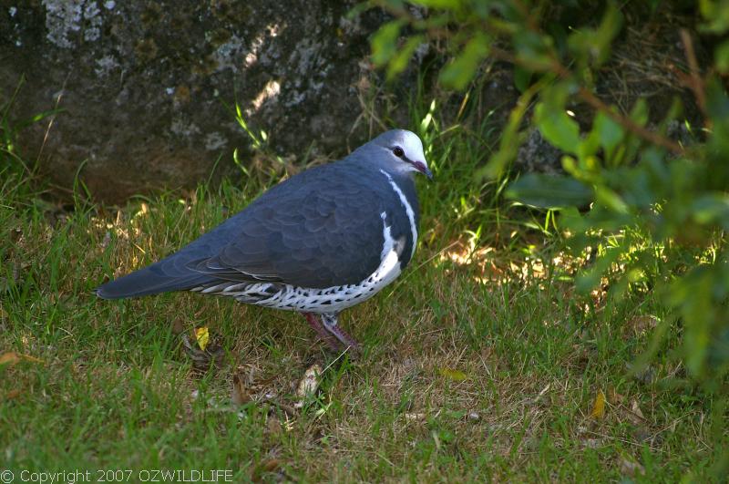 Wonga Pigeon | Leucosarcia melanoleuca photo
