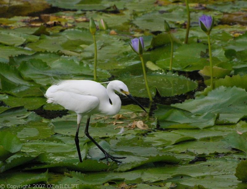 Little Egret | Egretta garzetta photo