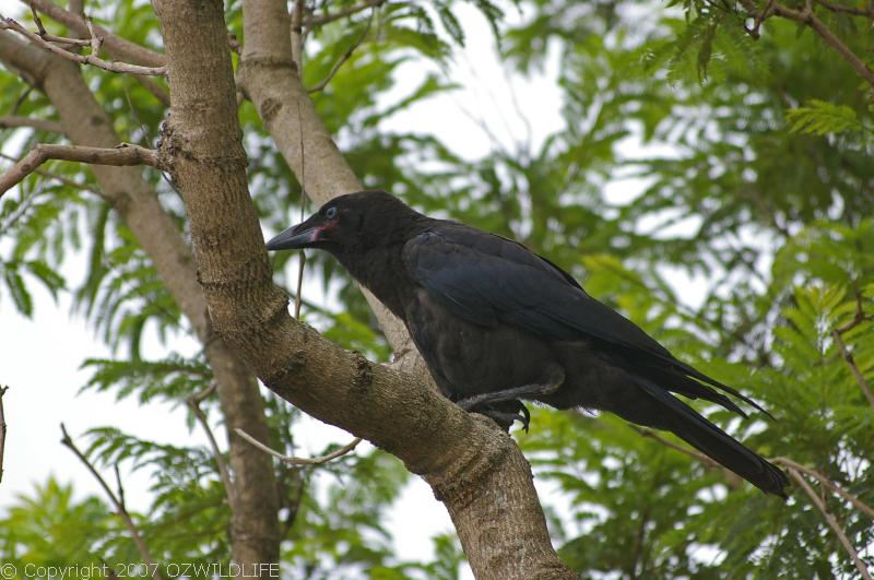 Torresian Crow | Corvus orru photo