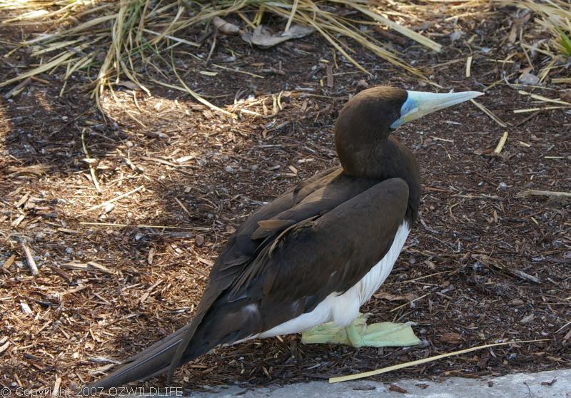 Brown Booby | Sula leucogaster photo