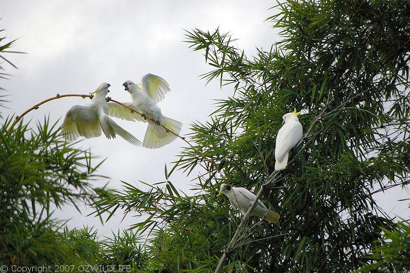 Sulphur-crested Cockatoo | Cacatua galerita photo